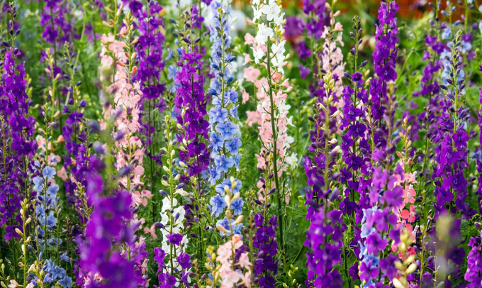 larkspur-flower