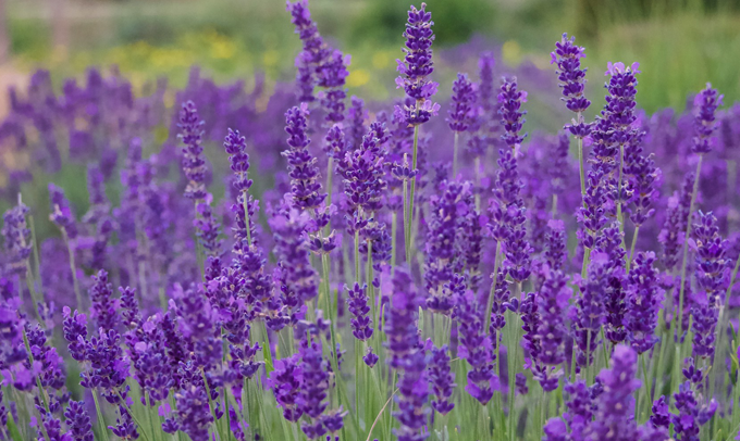 lavender-flower