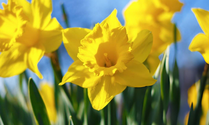 narcissus-flower