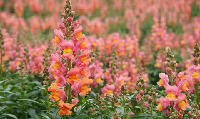 snapdragon-flower
