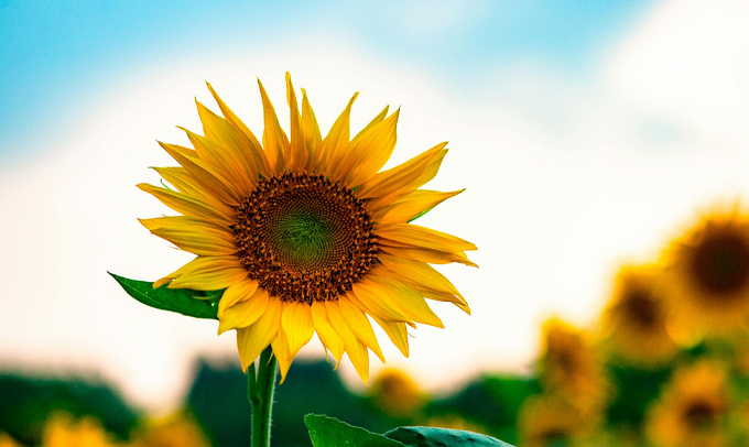 sunflower