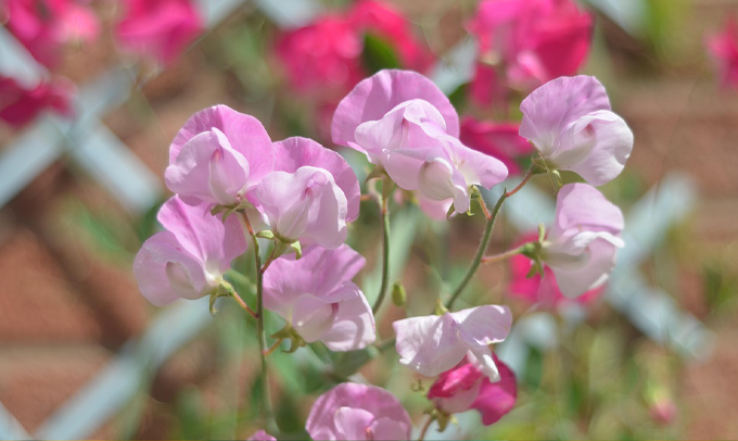 sweet-pea-flower