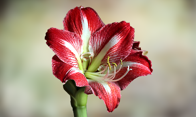 amaryllis-flower