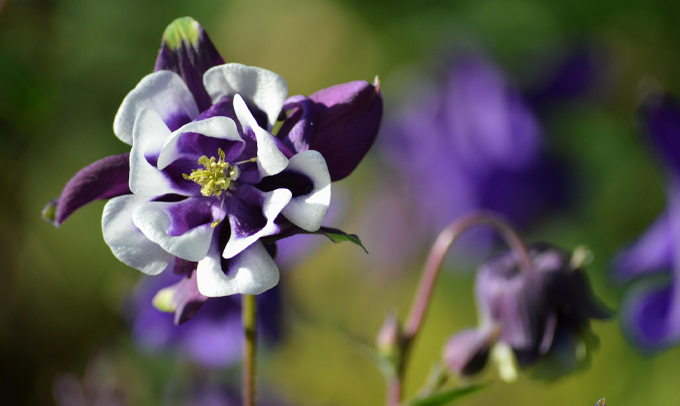 columbine-flower